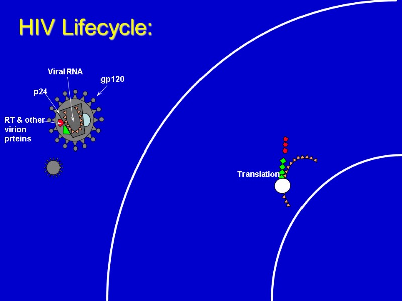 Translation  HIV Lifecycle: